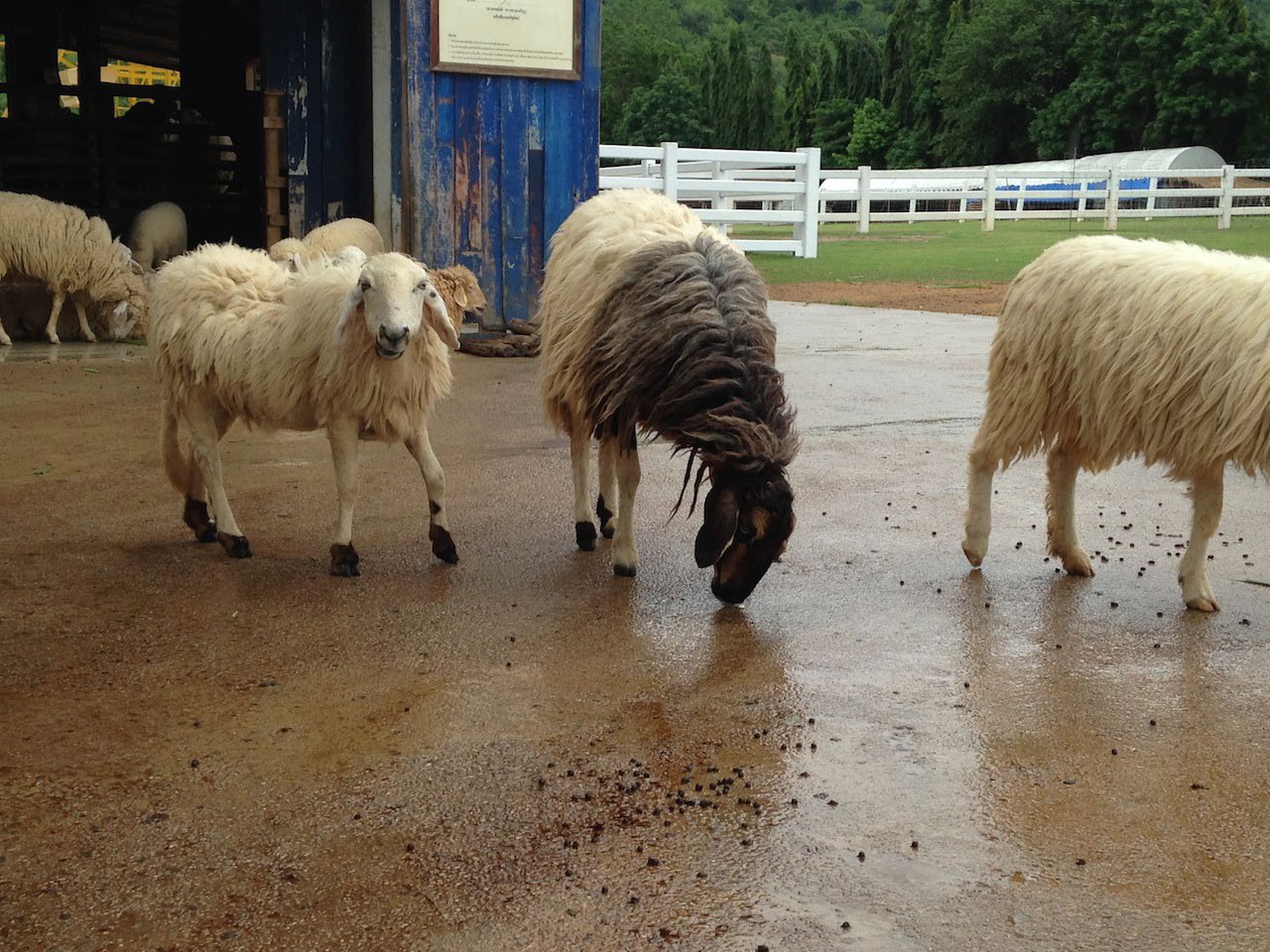Sheep Park