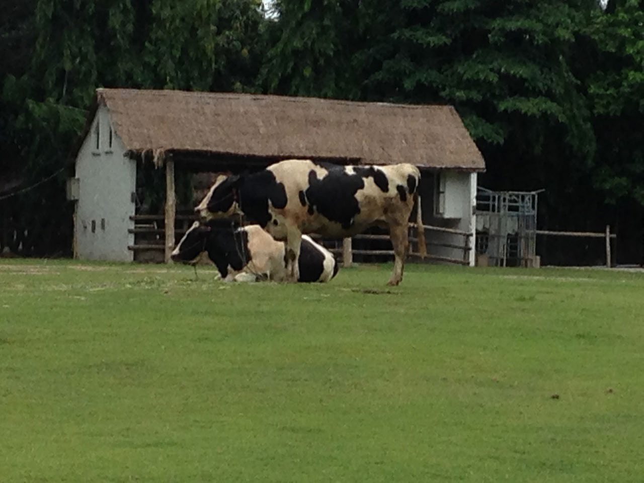 Sheep Park