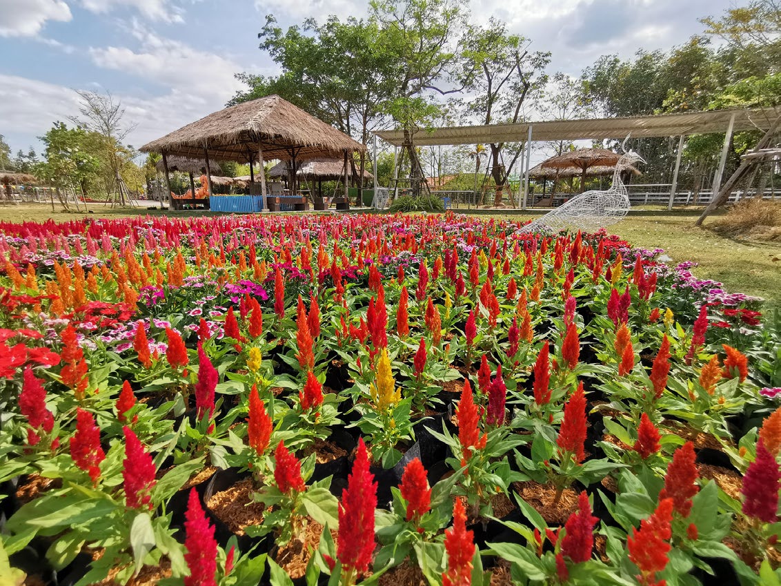Viva Foresta Farm