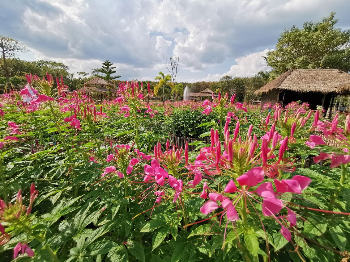 Viva Foresta Farm