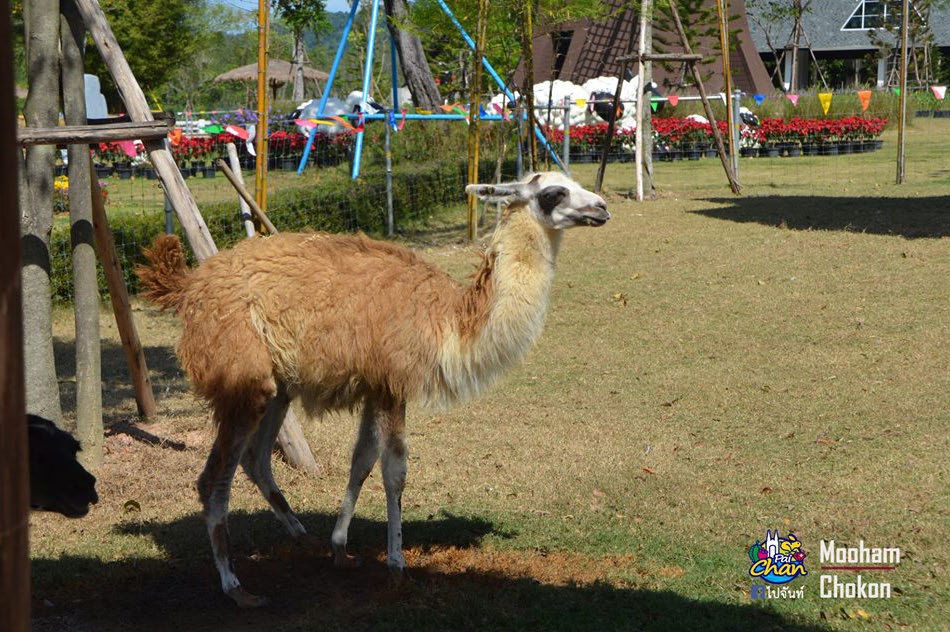 Viva Foresta Farm
