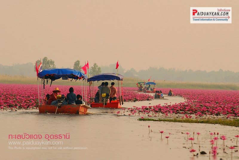 Lotus lake Udon Thani