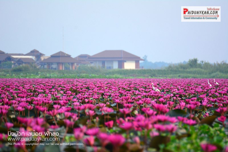 Talay Noi
