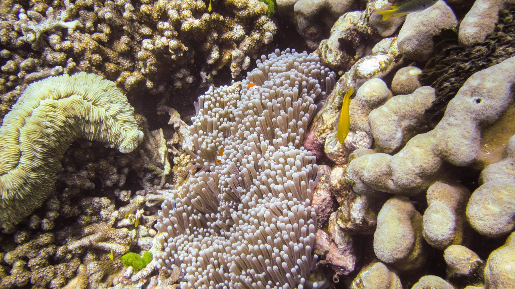 Similan islands
