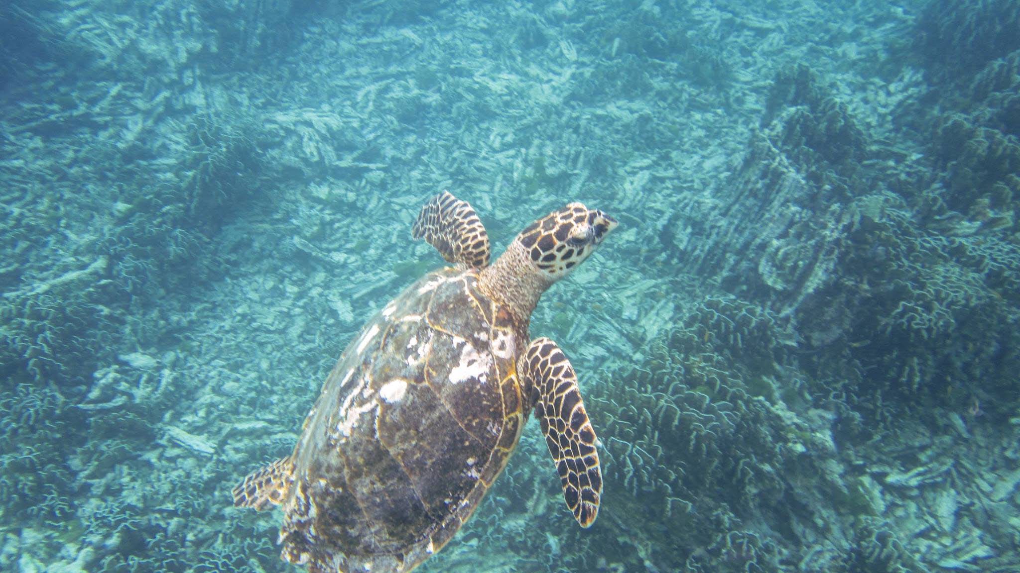 Similan islands