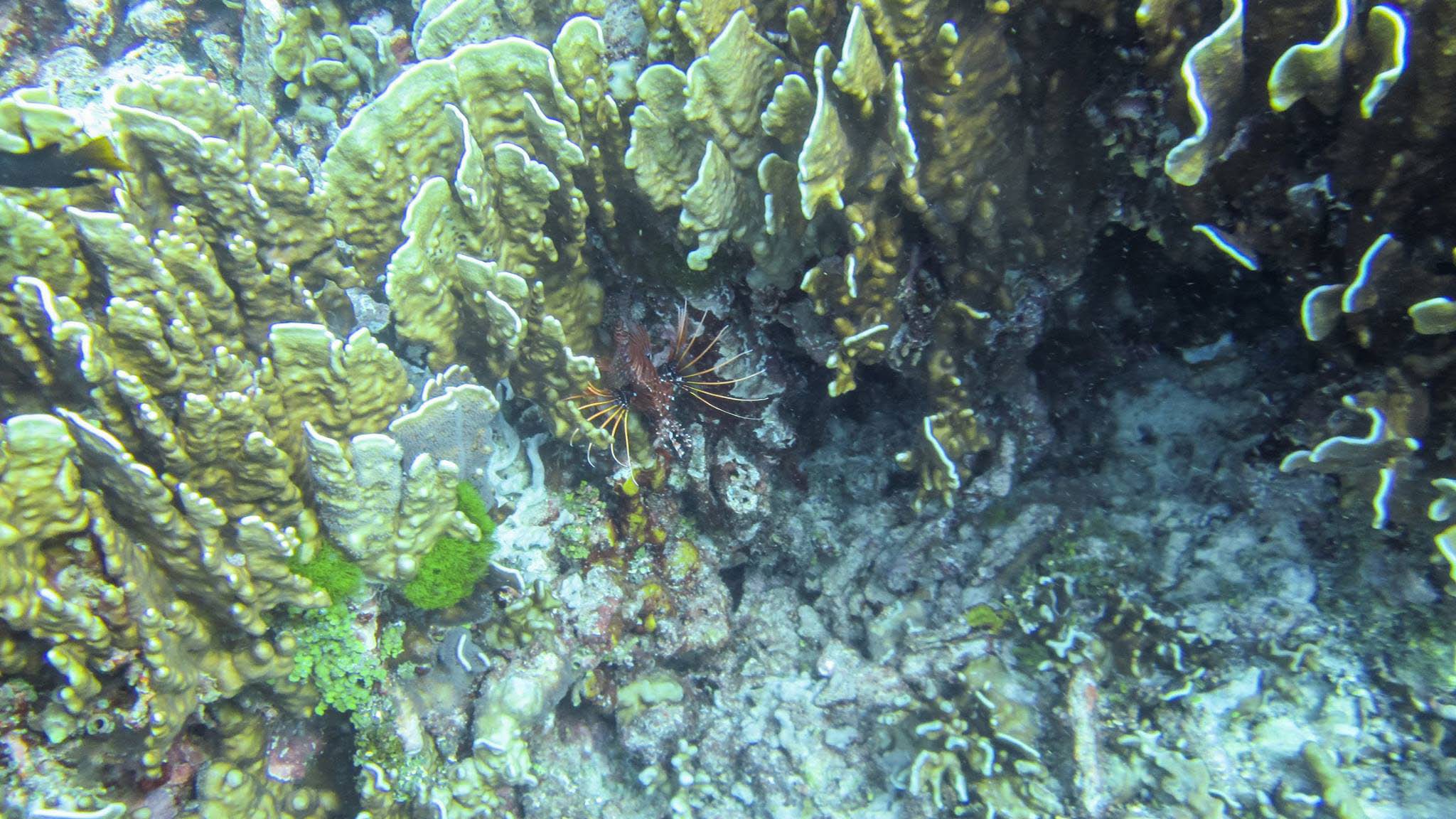 Similan islands