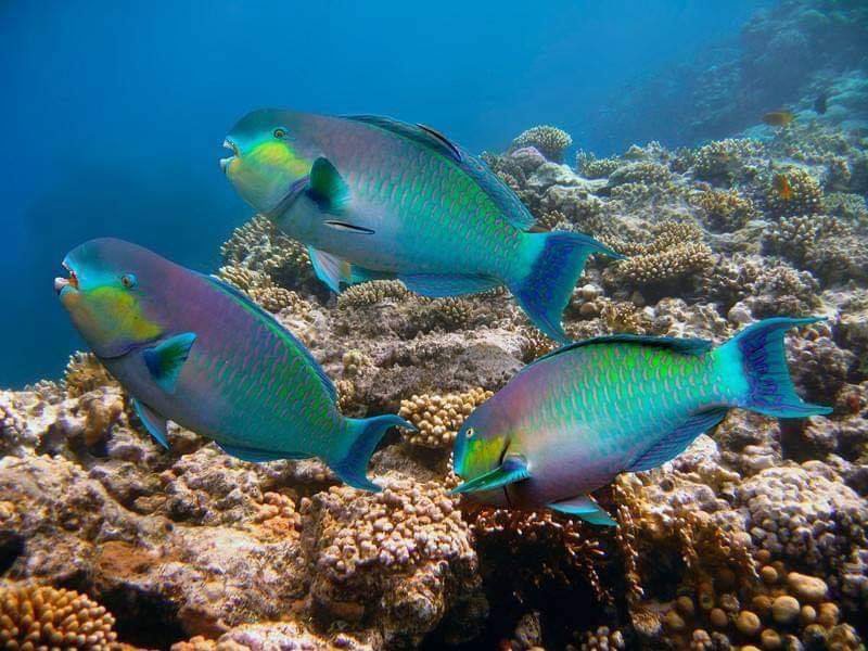 Similan islands