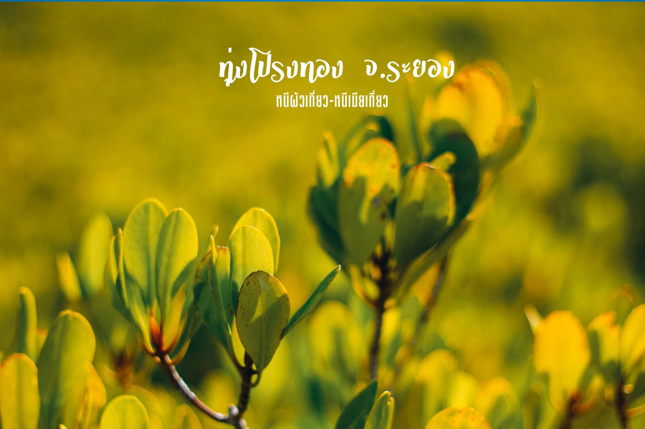 Tung prongthong