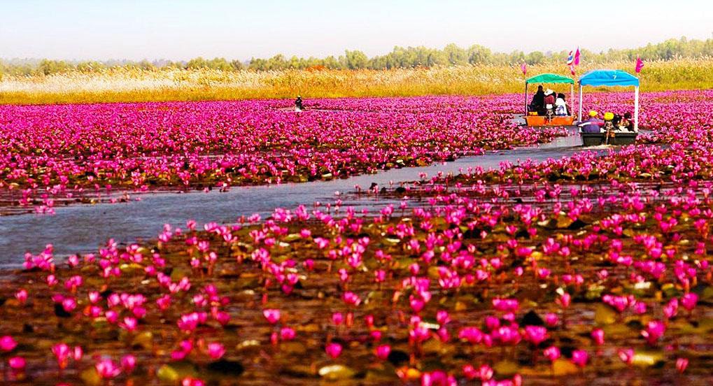 Red Lotus Lake