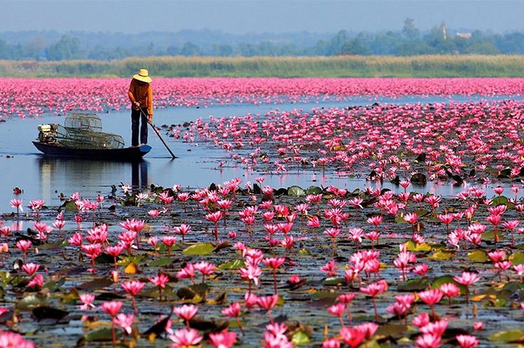 Red Lotus Lake