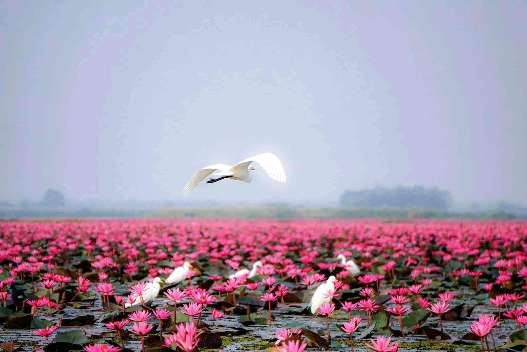 Red Lotus Lake