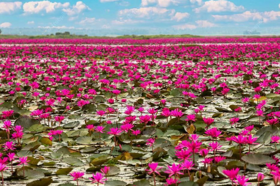 Red Lotus Lake
