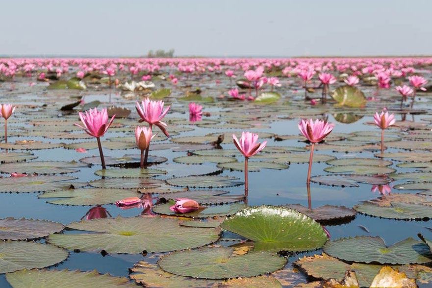 Red Lotus Lake