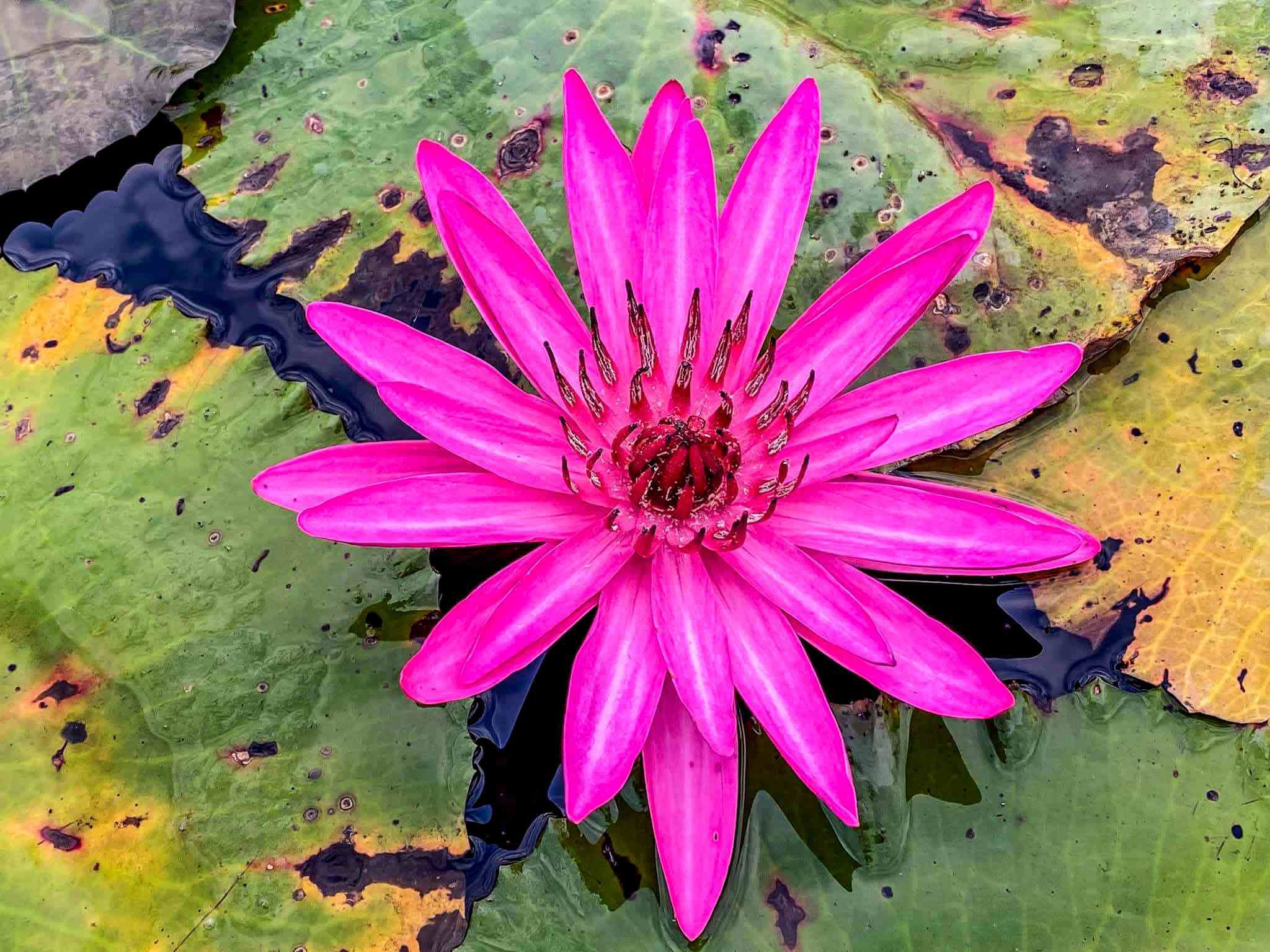 Red Lotus Lake