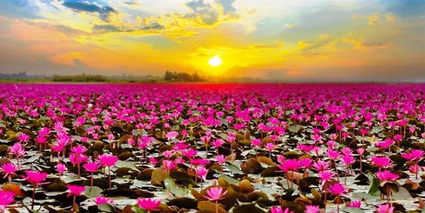 Red Lotus Lake