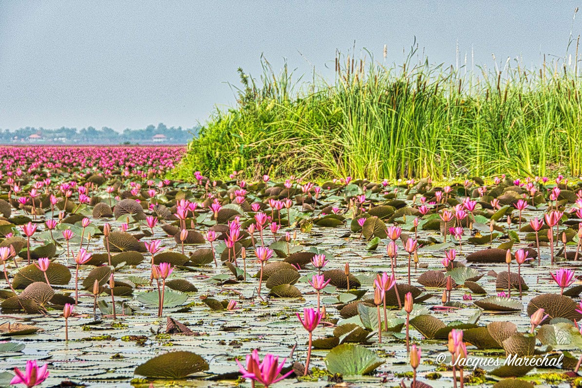 Red Lotus Lake