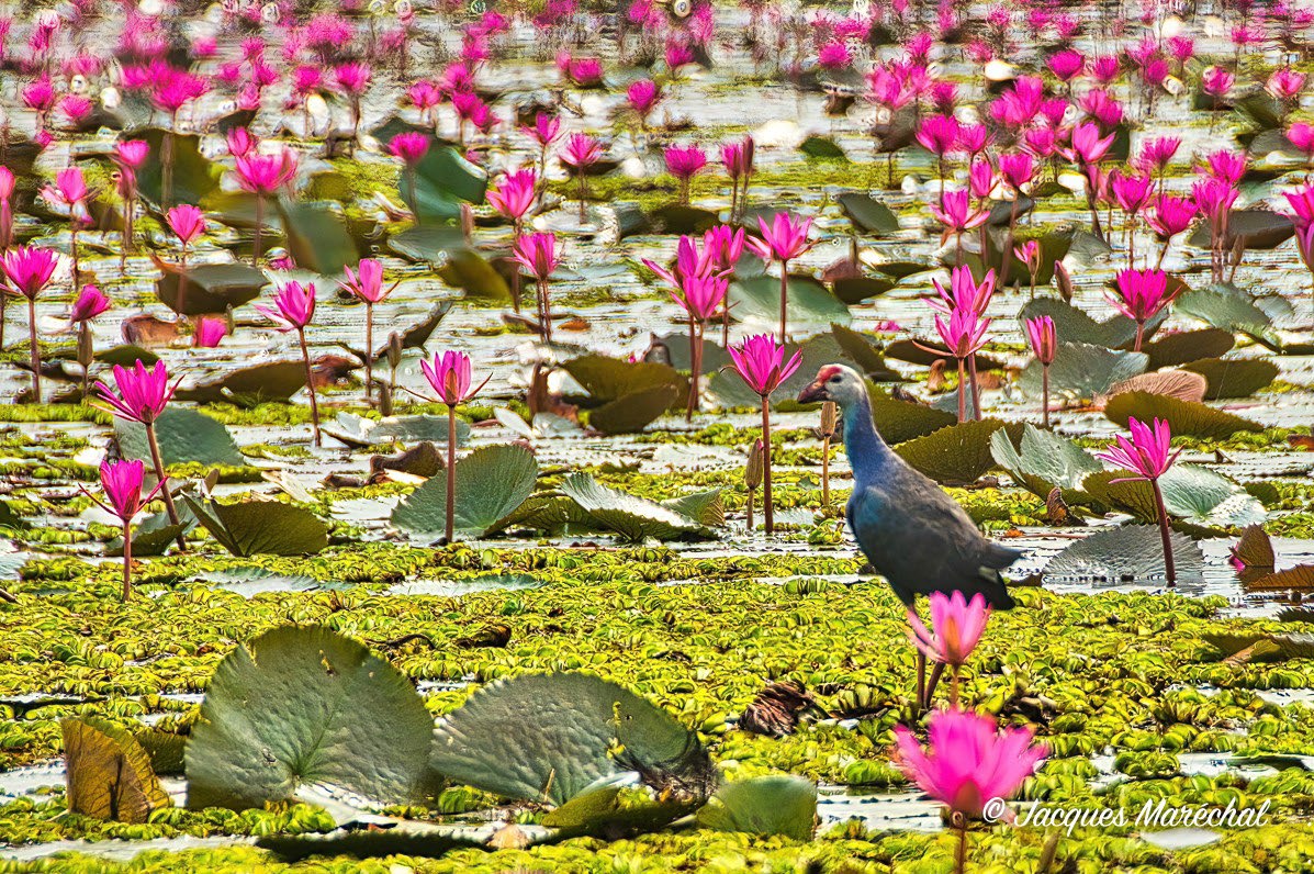 Red Lotus Lake