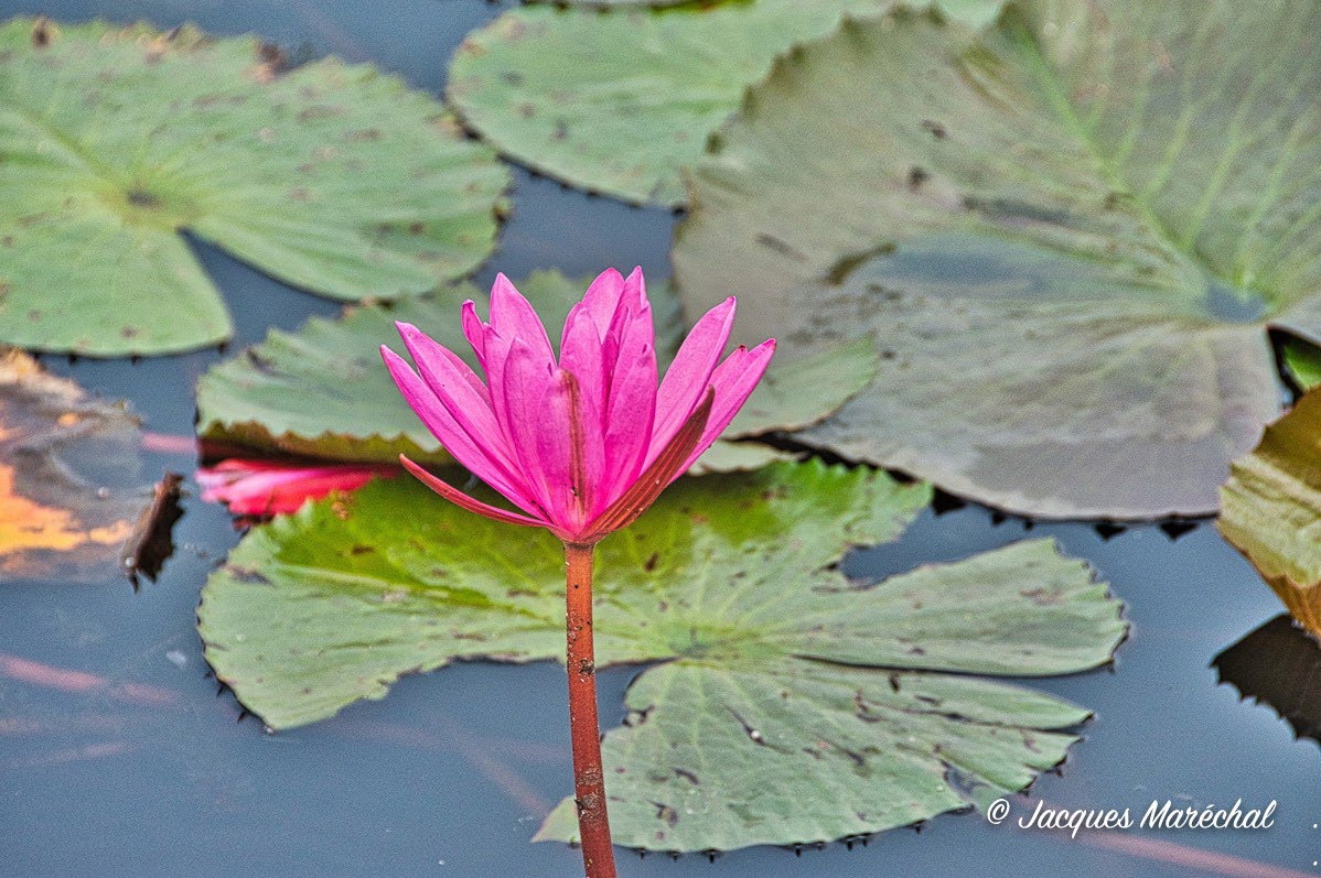 Red Lotus Lake