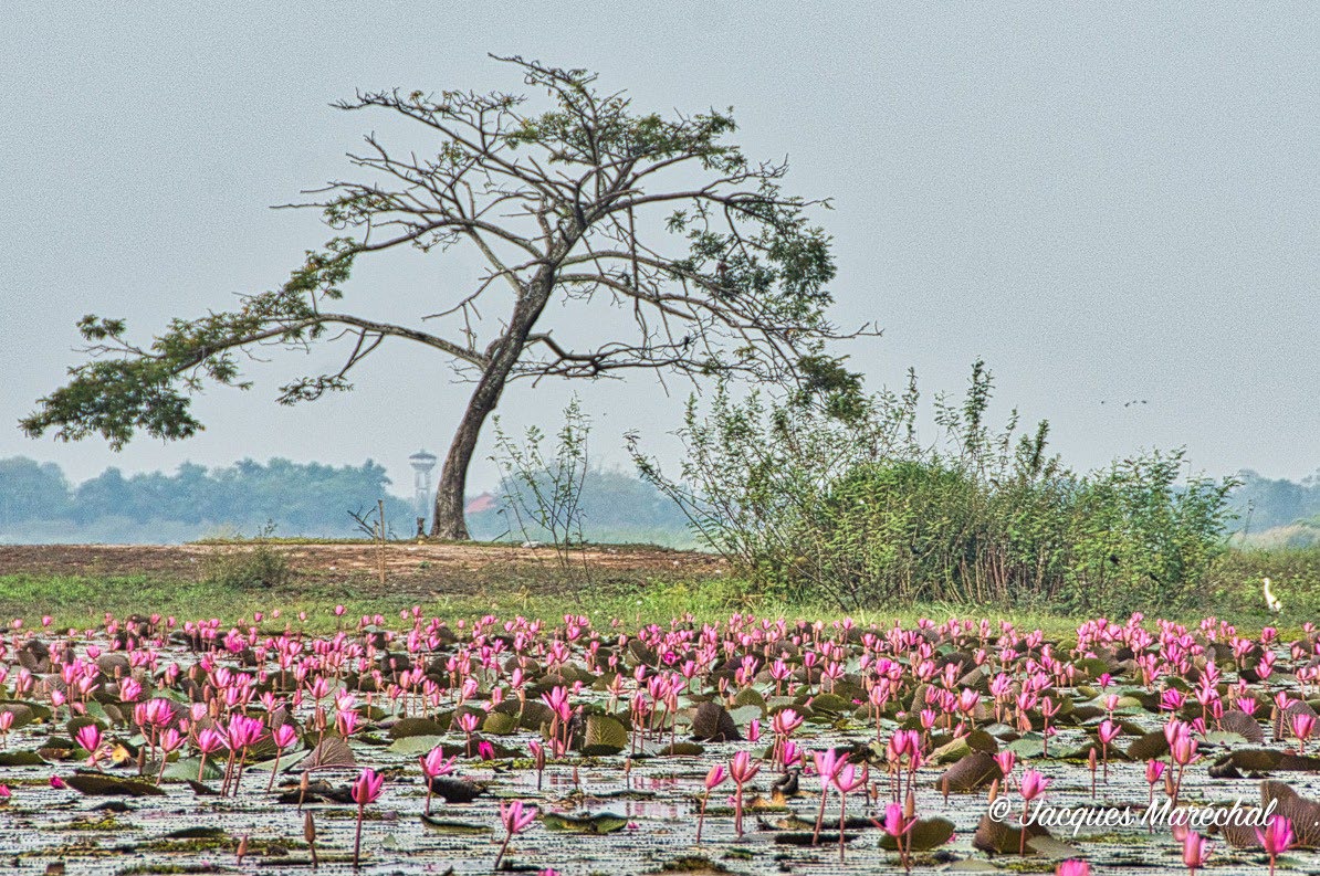 Red Lotus Lake