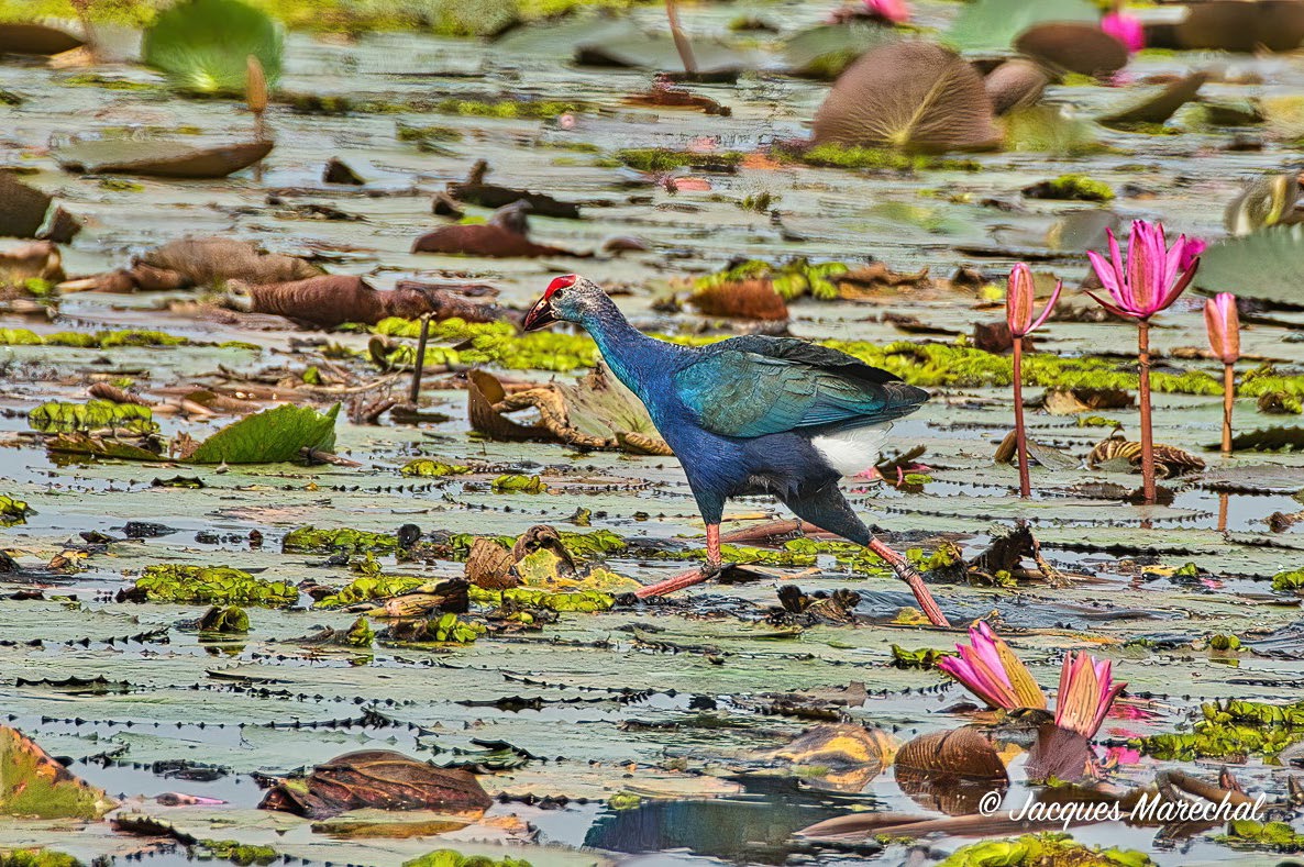 Red Lotus Lake