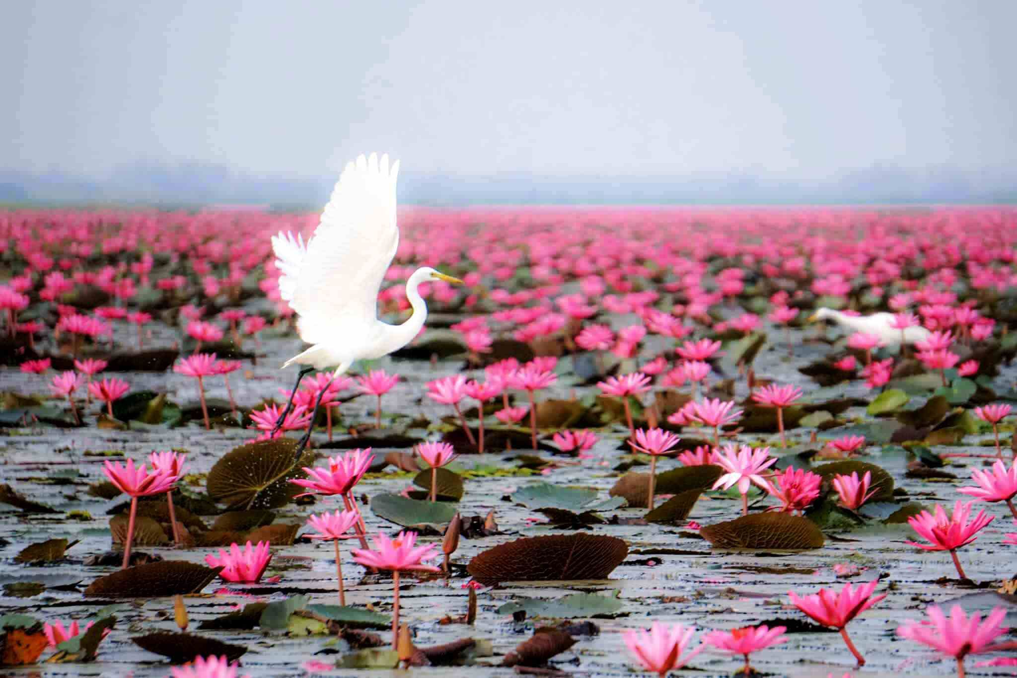 Red Lotus Lake