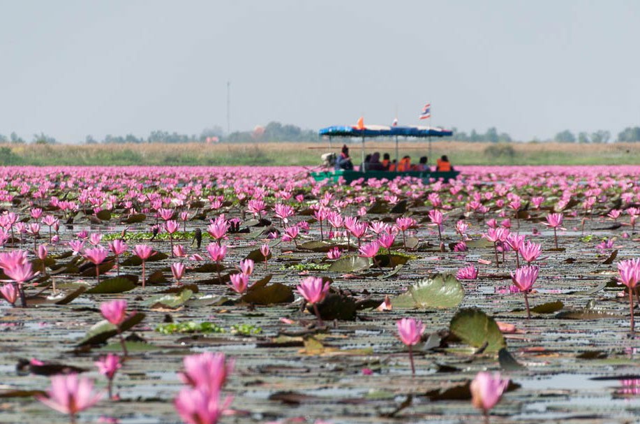 Red Lotus Lake
