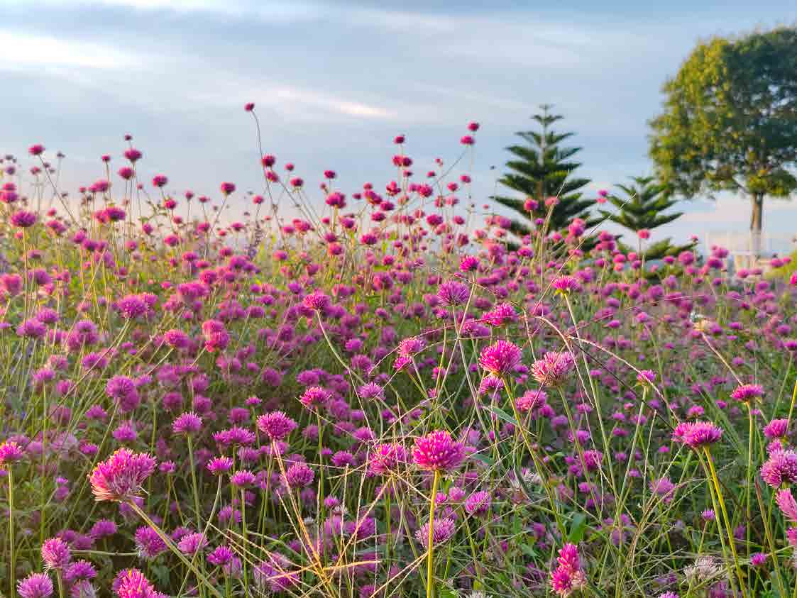 The Peak Flower Land Khao Yai