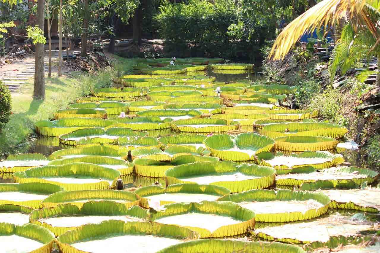 Victoria Water Lily Malai Garden