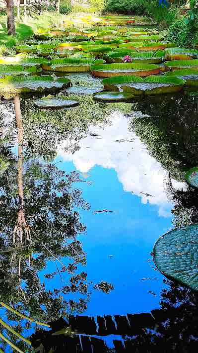 Victoria Water Lily Malai Garden