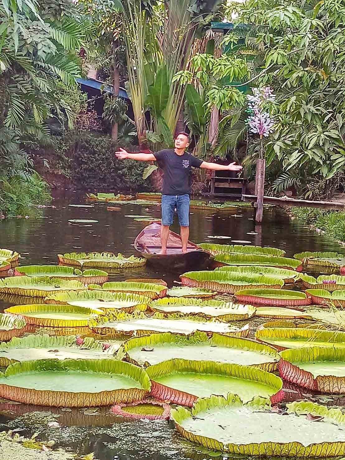 Victoria Water Lily Malai Garden