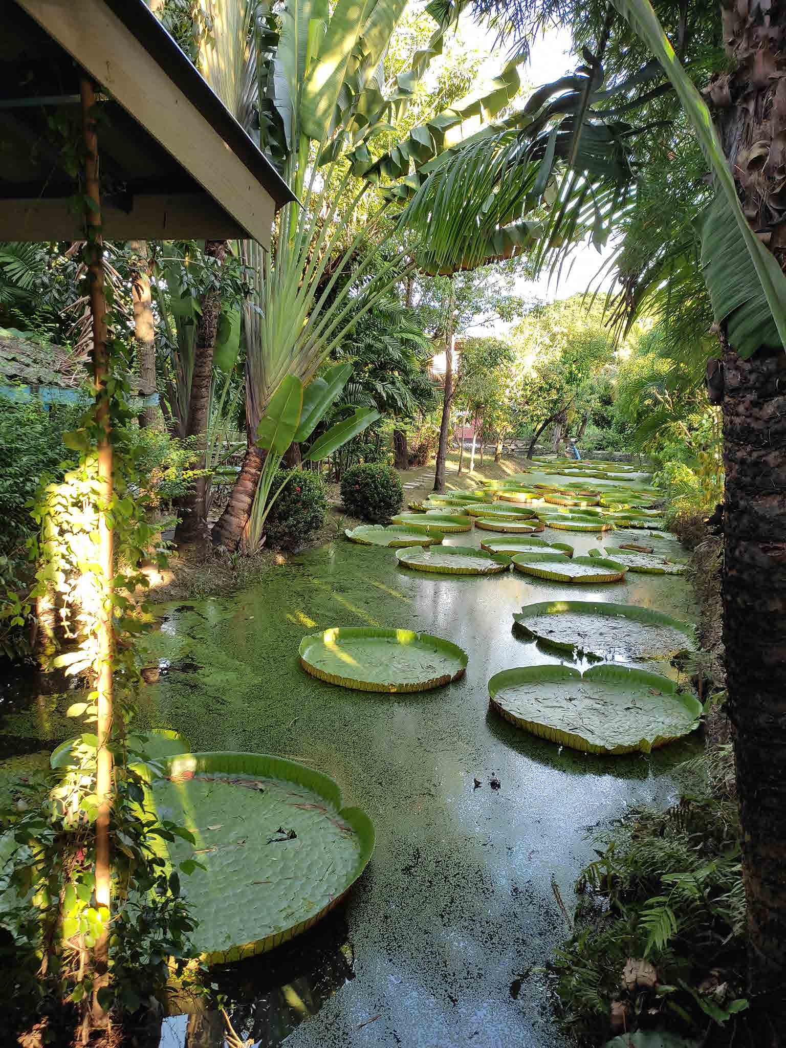 Victoria Water Lily Malai Garden