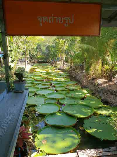 Victoria Water Lily Malai Garden