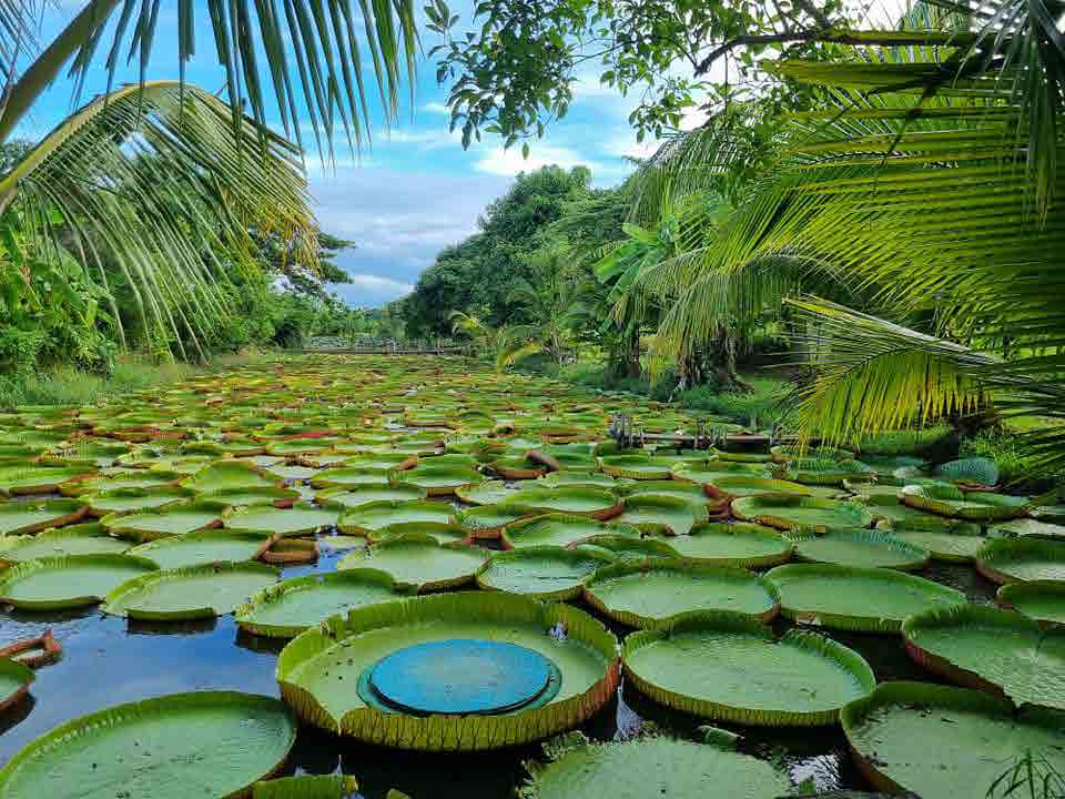 Water Lilies Phitsanulok