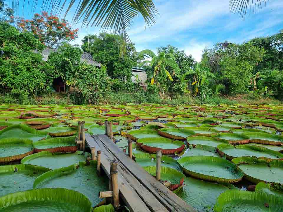Water Lilies Phitsanulok