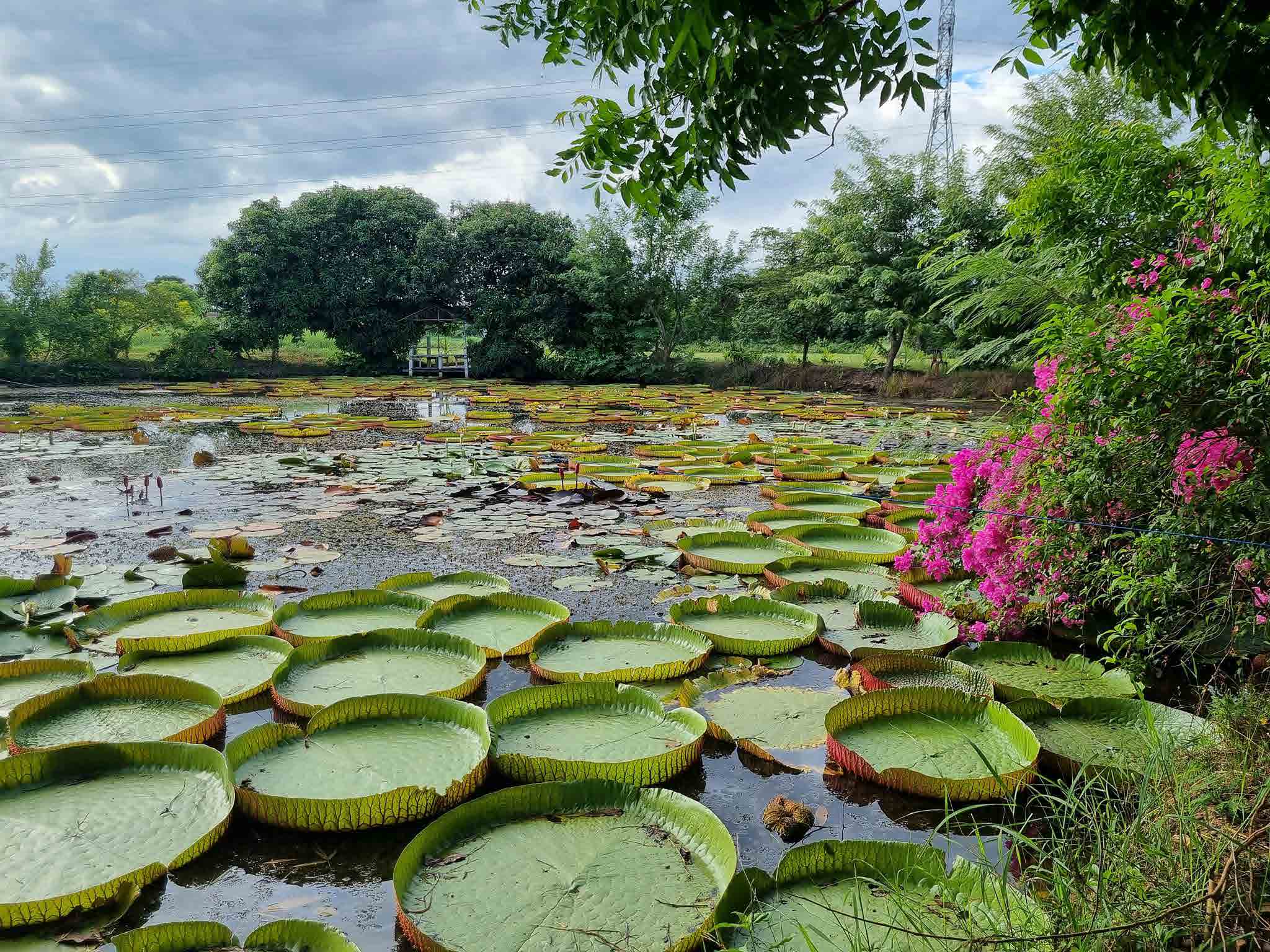 Water Lilies Phitsanulok