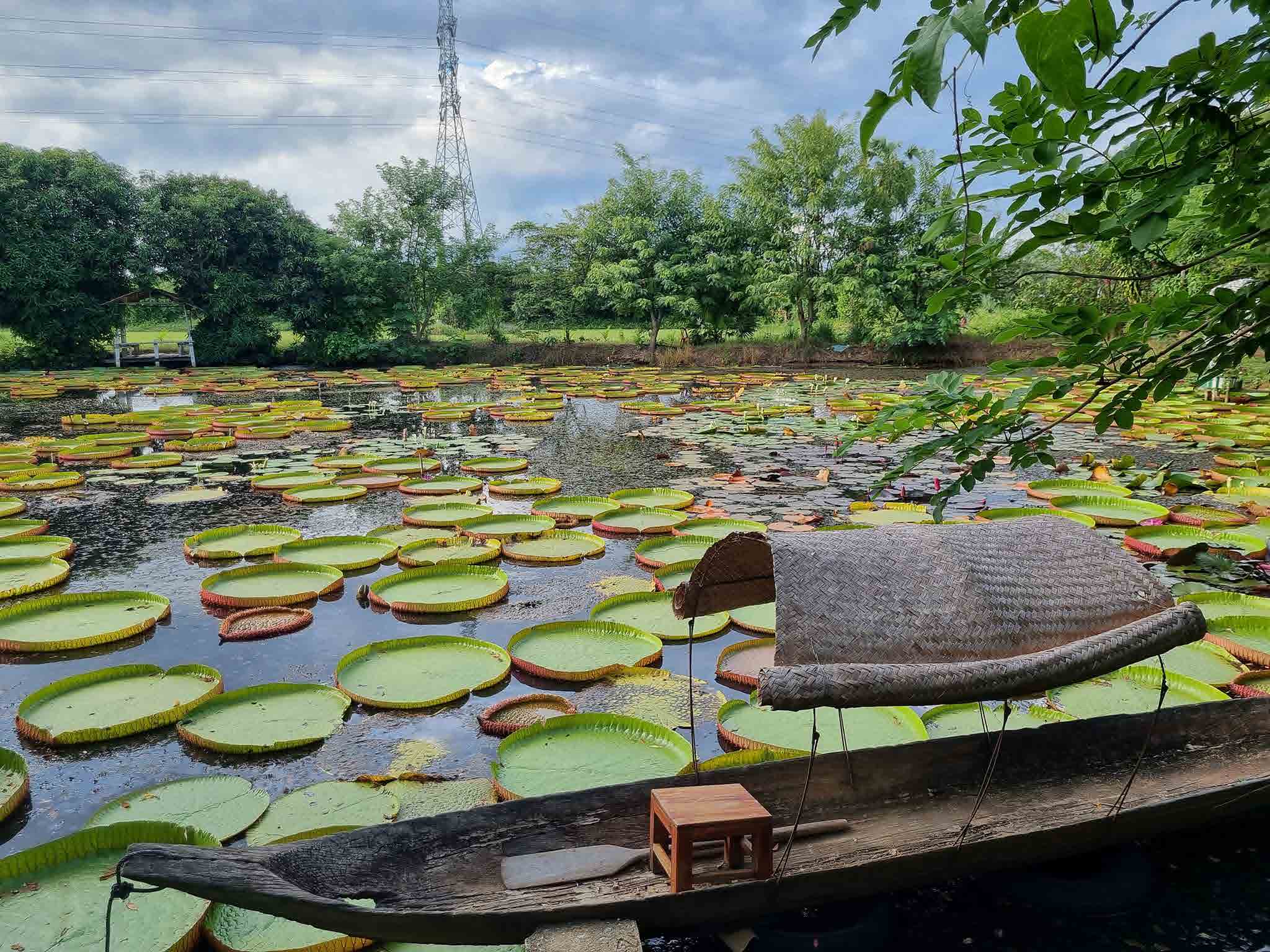 Water Lilies Phitsanulok