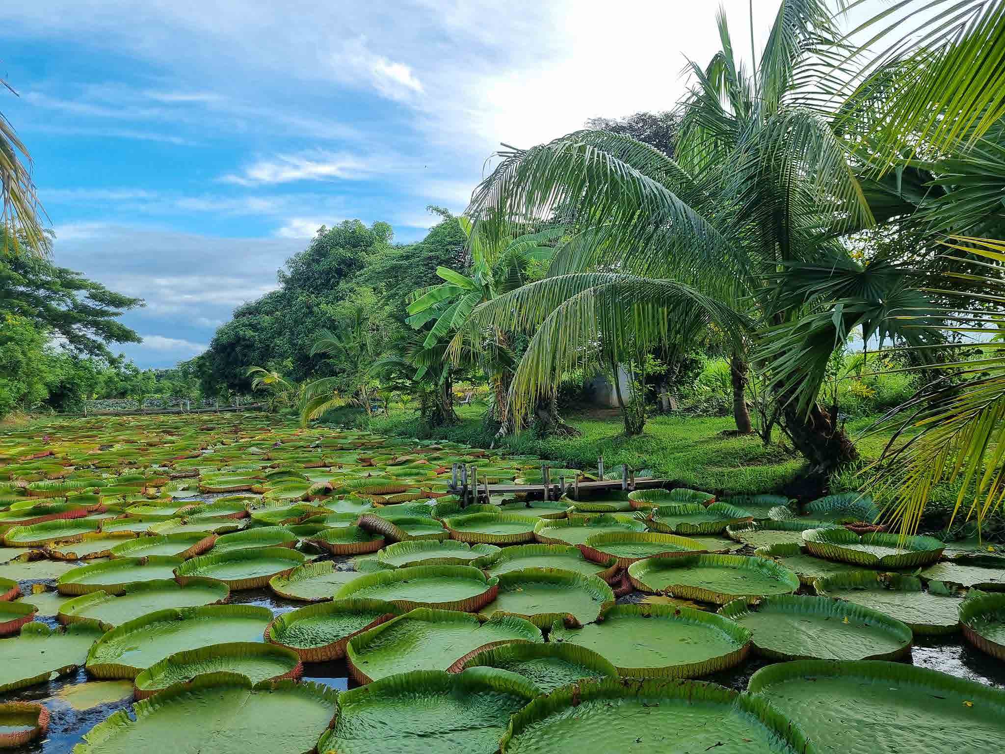 Water Lilies Phitsanulok