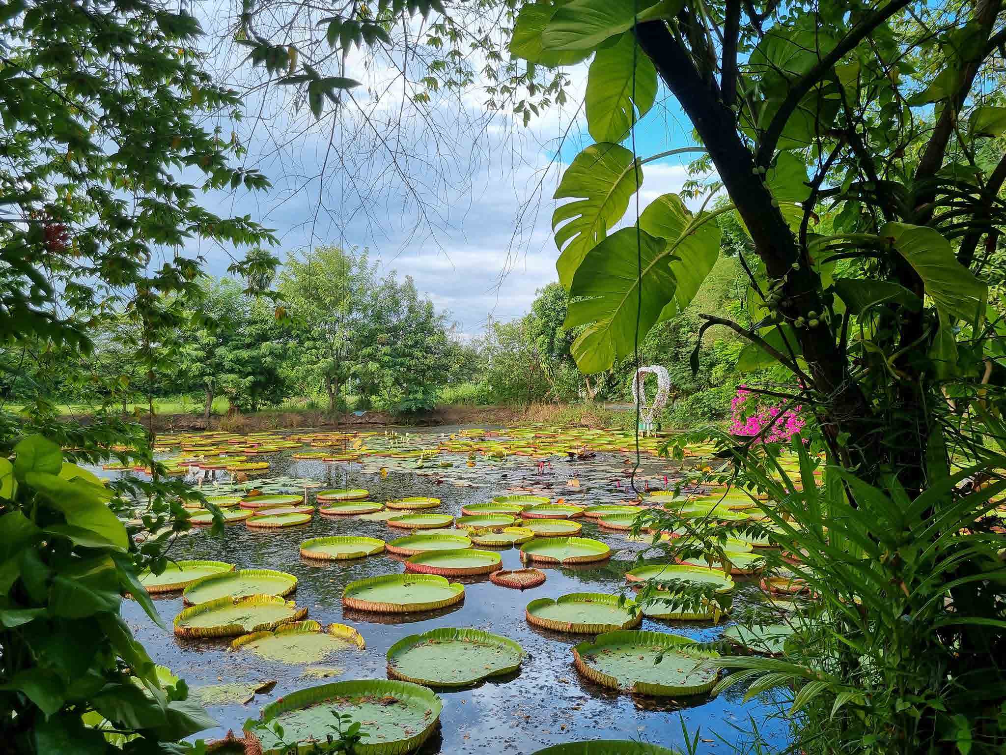Water Lilies Phitsanulok