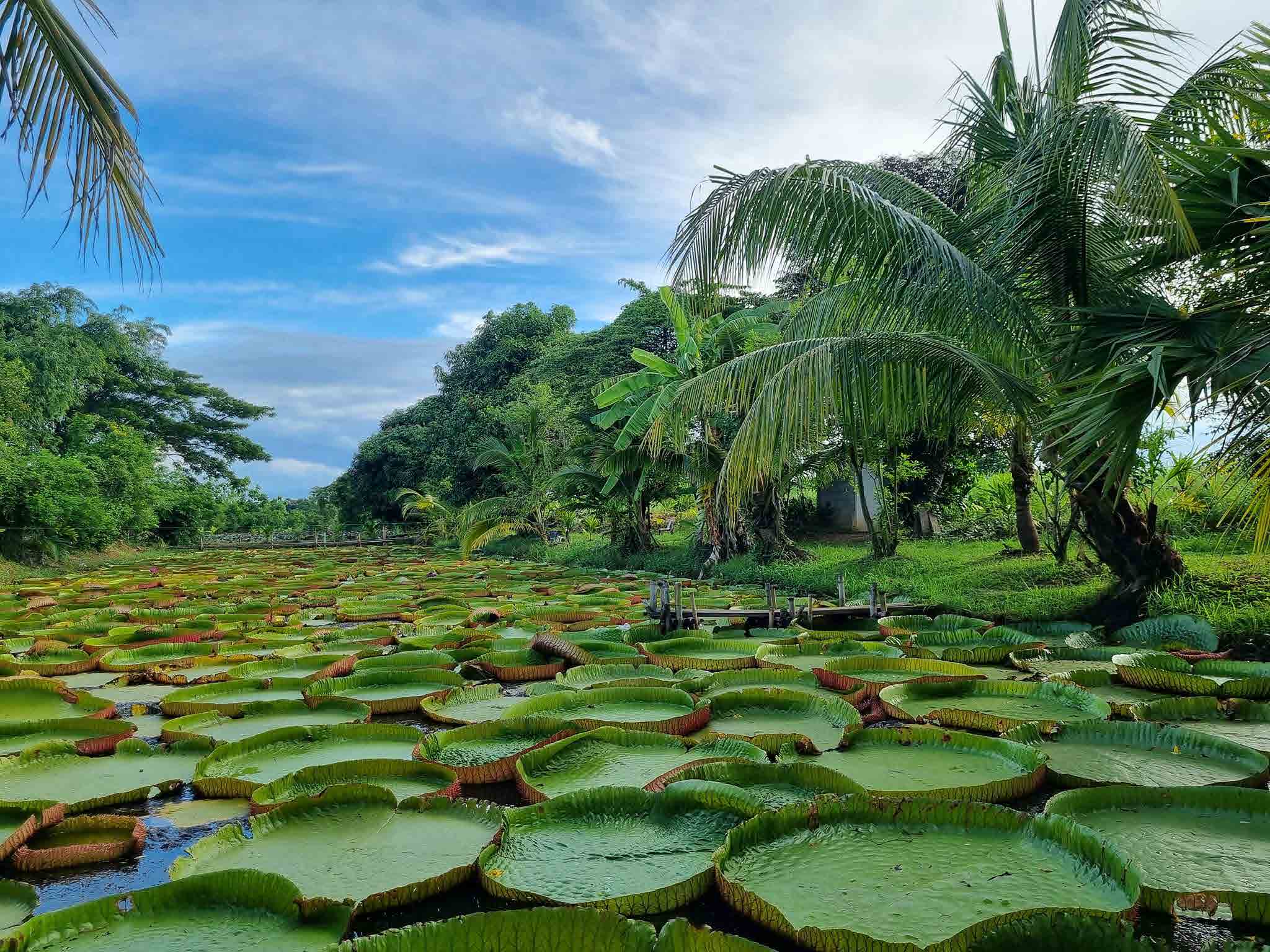 Water Lilies Phitsanulok