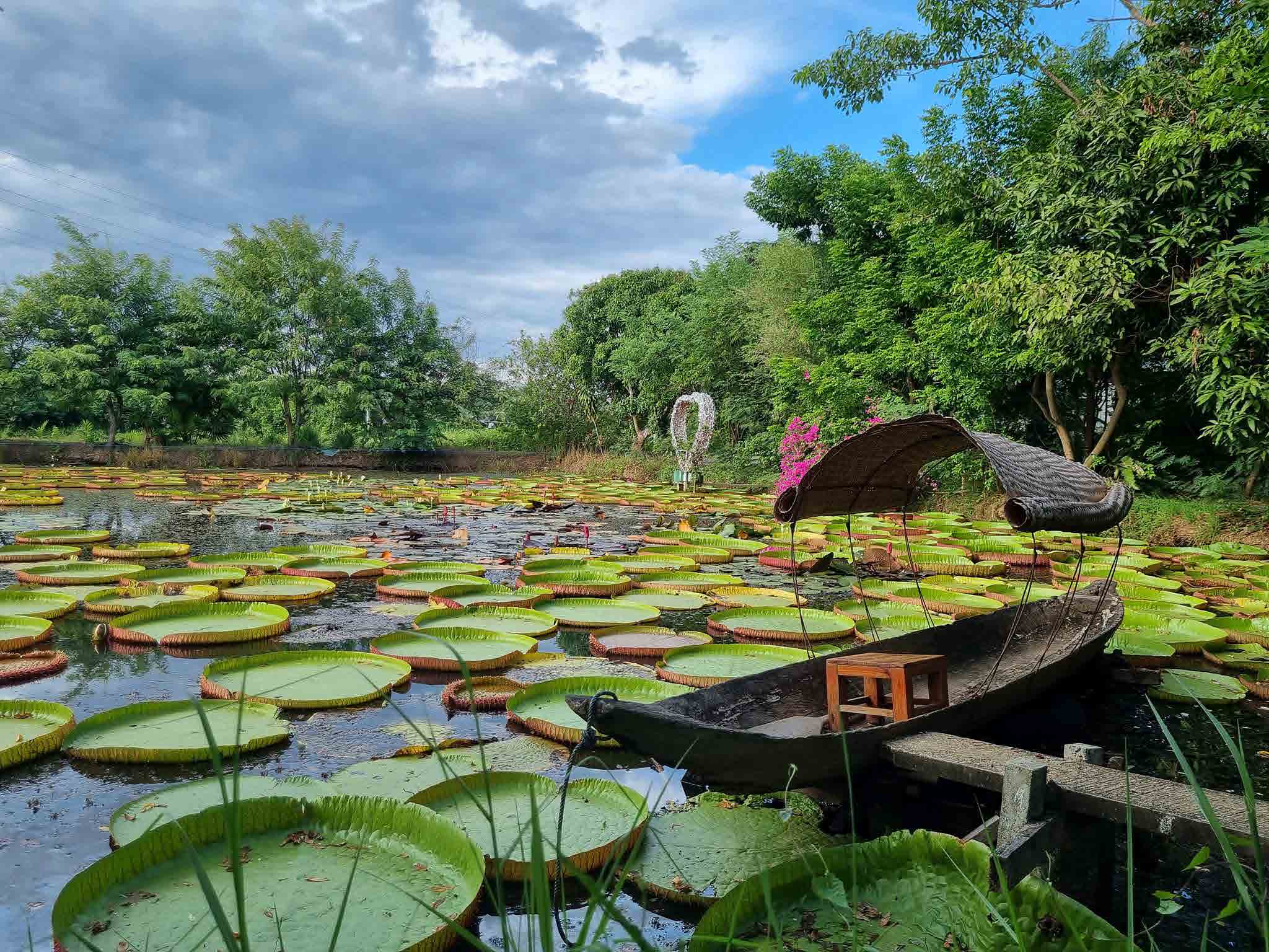 Water Lilies Phitsanulok