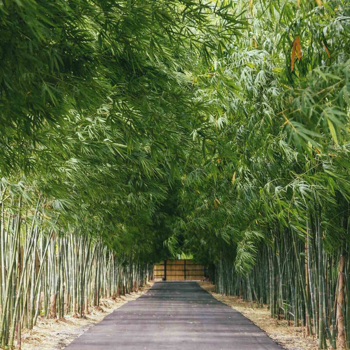 the village farm to cafe kanchnaburi