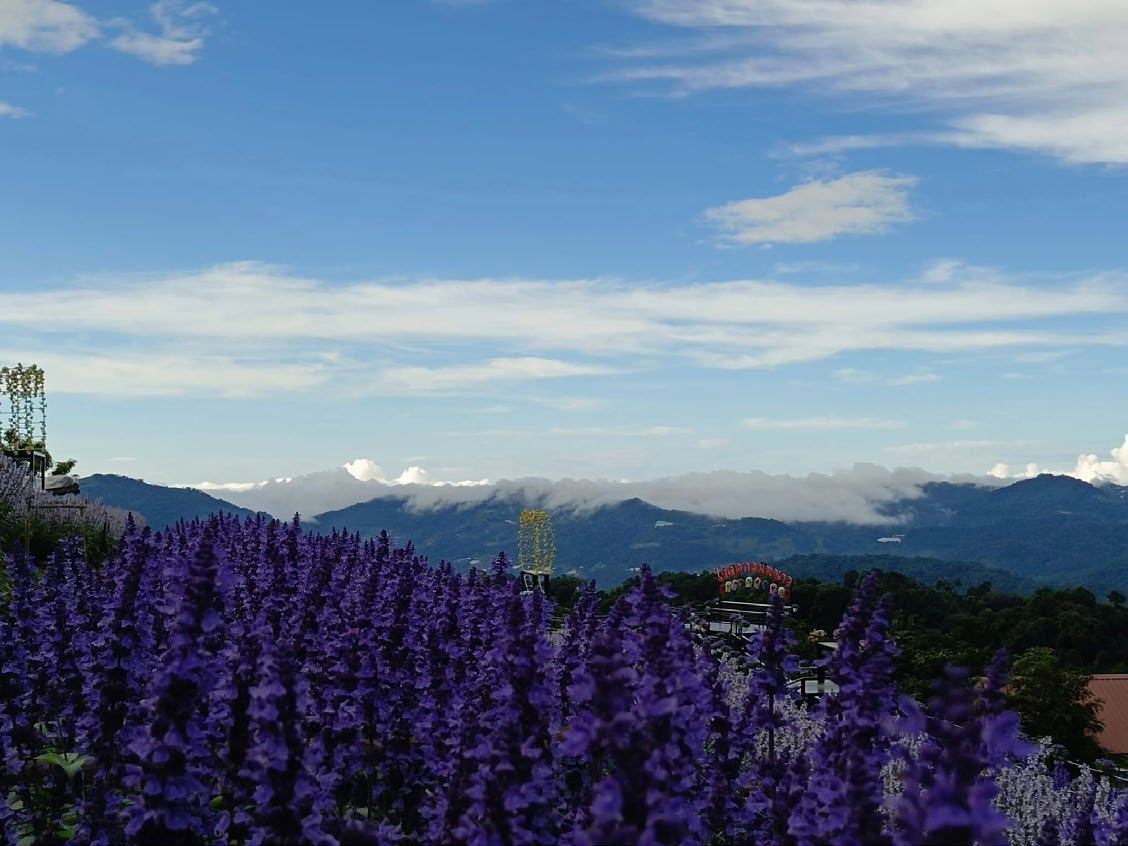 Winter Flower Garden Chaing Mai
