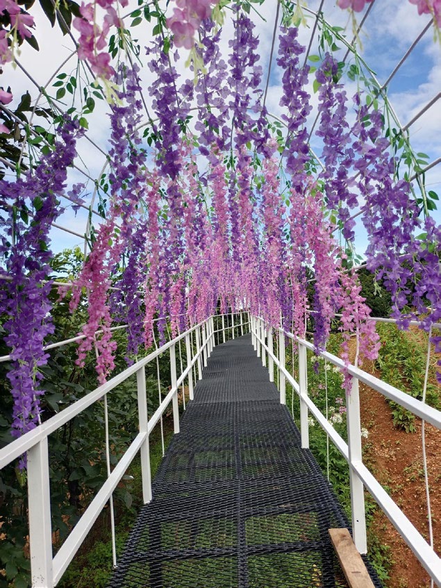 Winter Flower Garden Chaing Mai