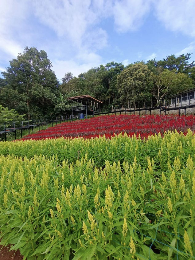 Winter Flower Garden Chaing Mai