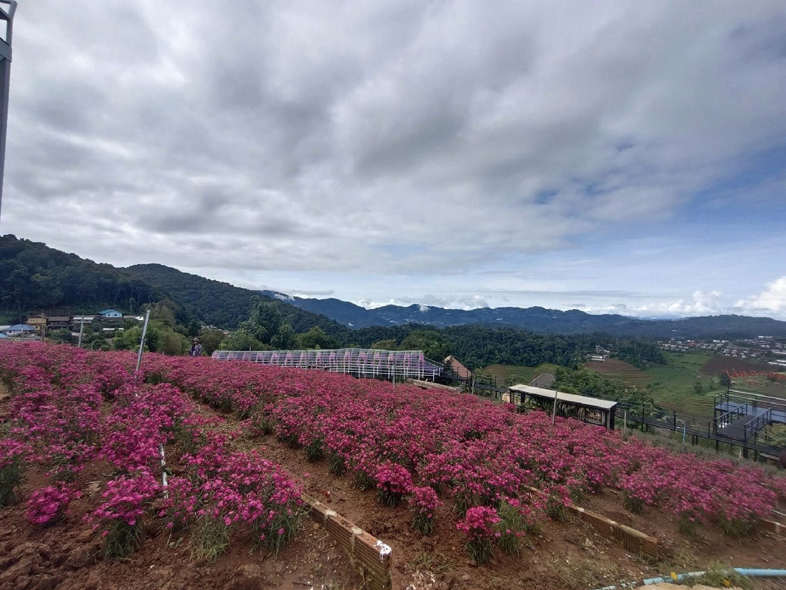 Winter Flower Garden Chaing Mai