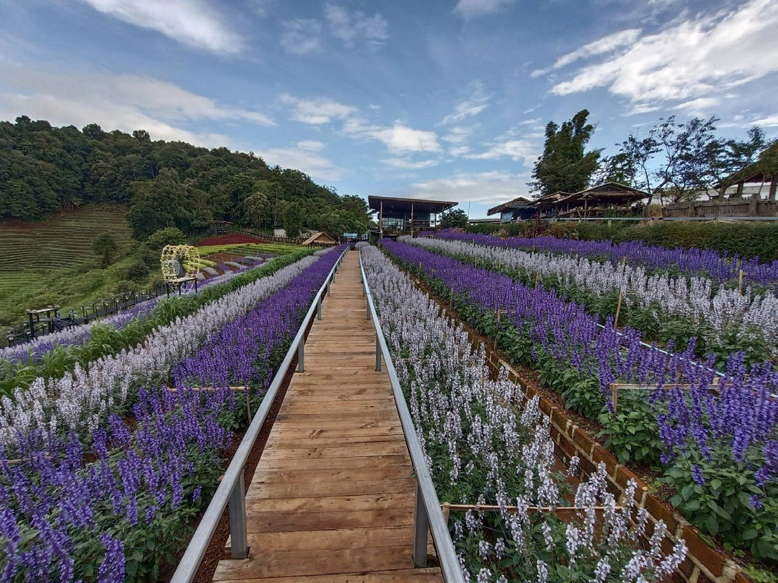 Winter Flower Garden Chaing Mai