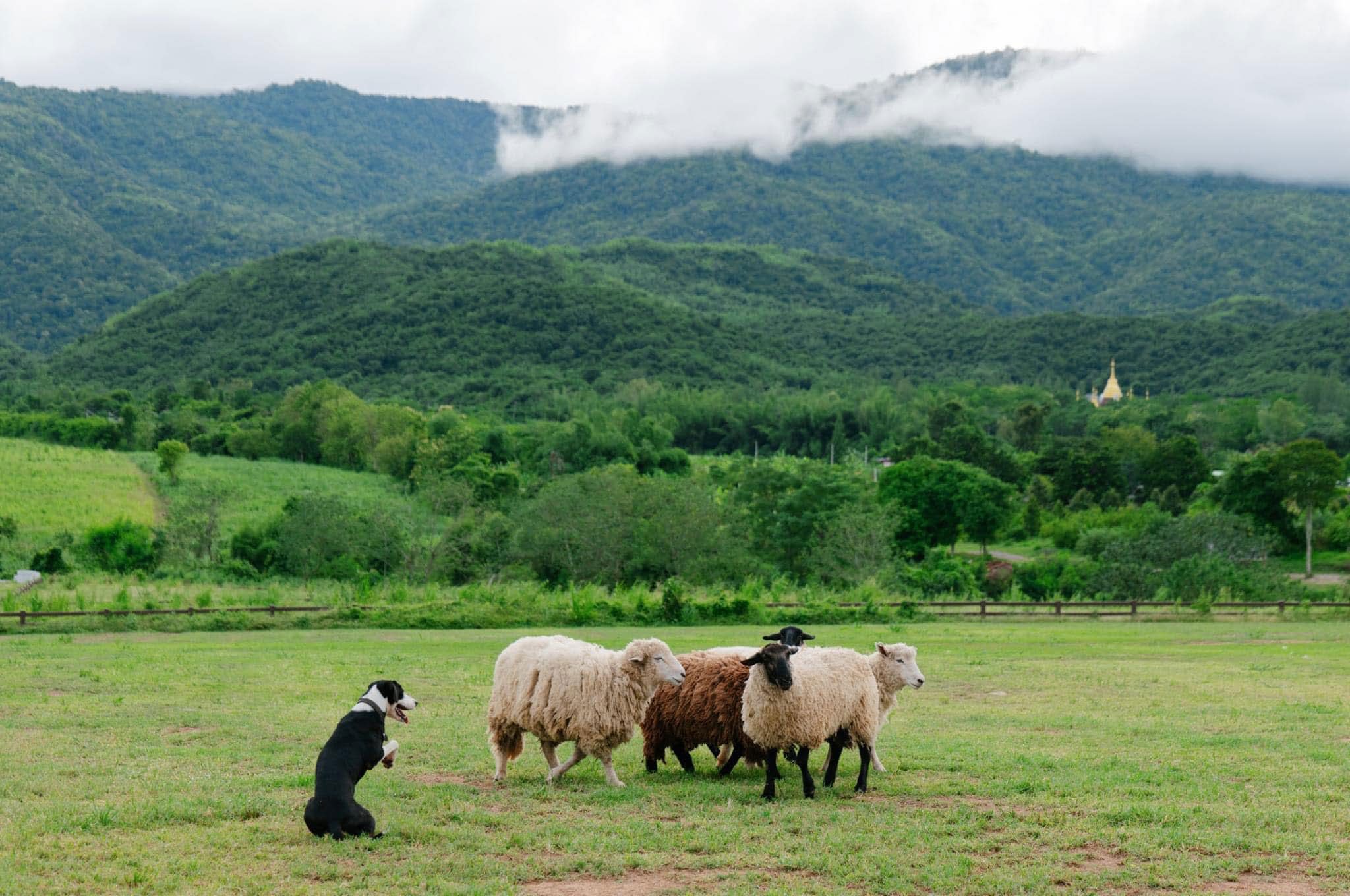 The Scenery Vintage Farm Suan Phueng