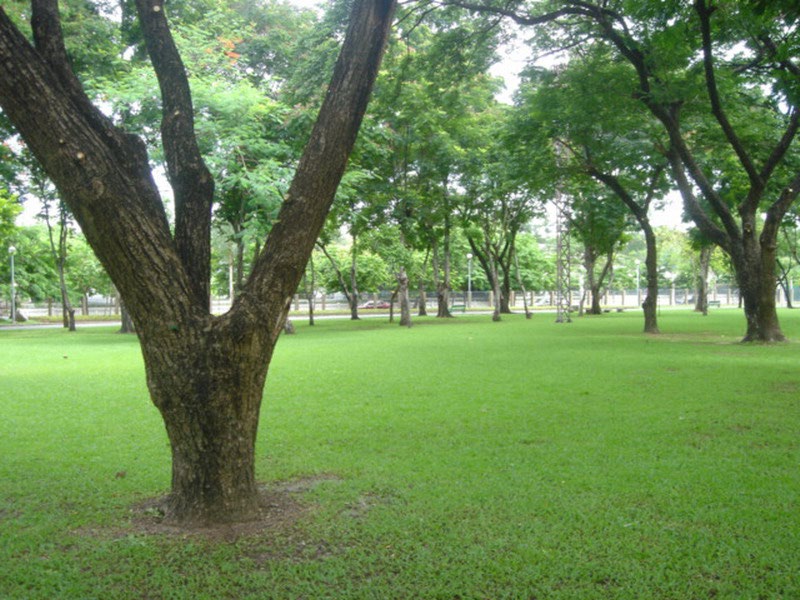 Park - - Rod fai park