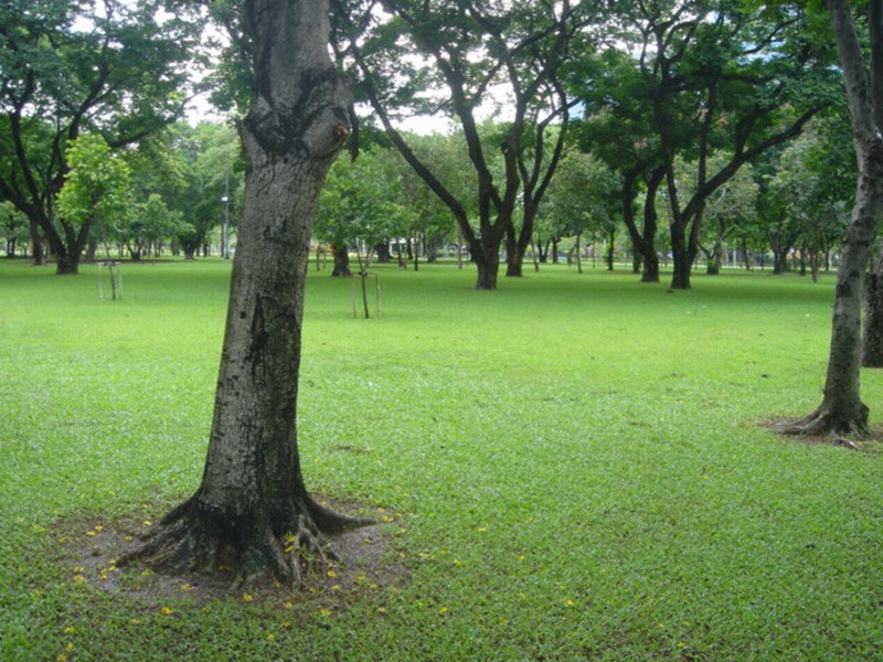 Park - - Rod fai park