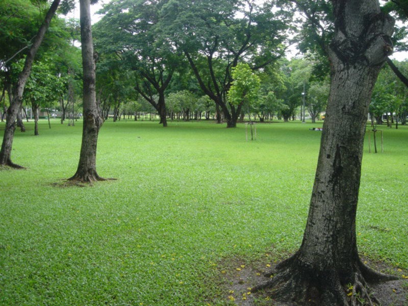 Park - - Rod fai park